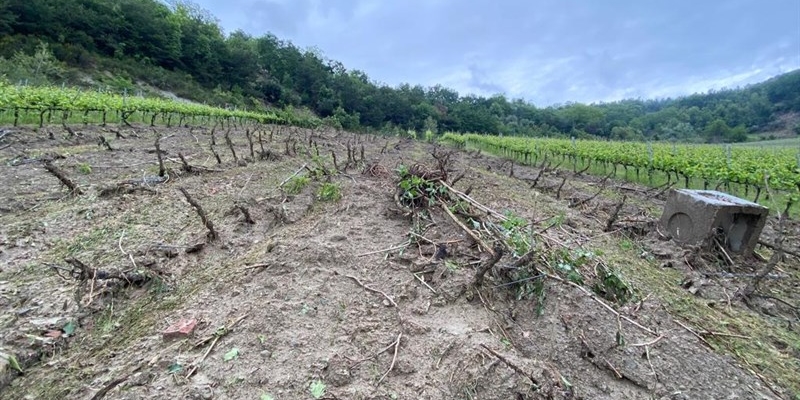 La distruzione del vigneto