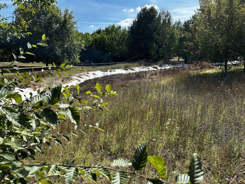 La situazione ad oggi del laghetto al Parco Pertini