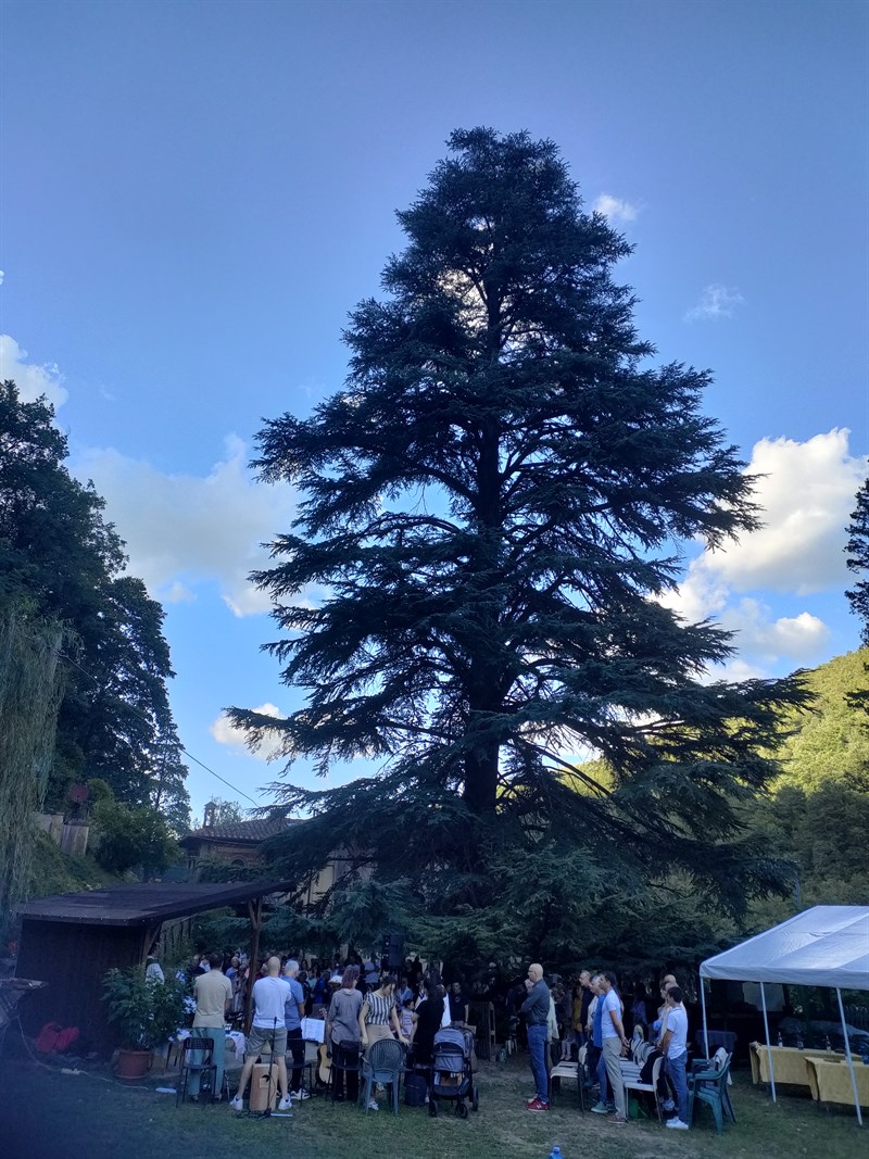 Il bellissimo cedro del Libano nel piccolo parco