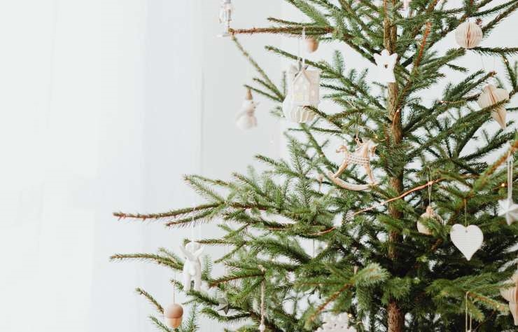 albero di natale vero