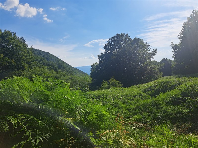 devastazione ambientale