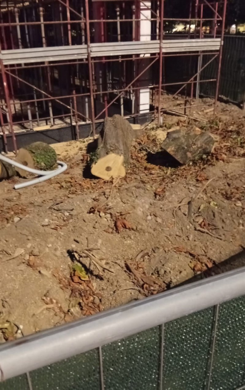 Ciò che rimane della sanissima pianta