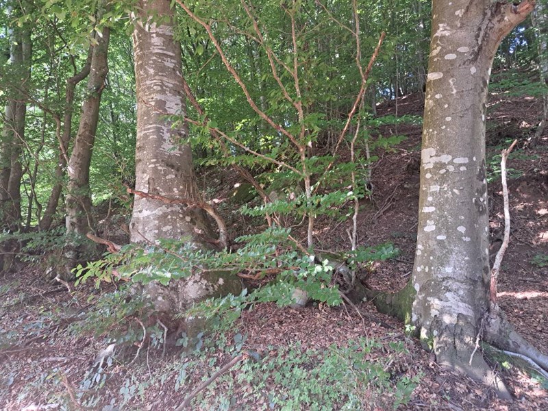 devastazione ambientale