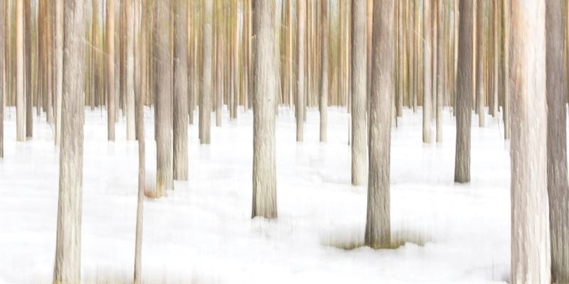 Il respiro della foresta
