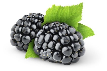 Un bel successo della Festa della Mora a Vaglia 2023