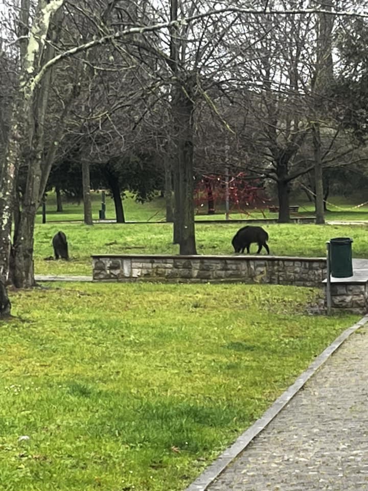 i cinghiali a spasso a Sorgane