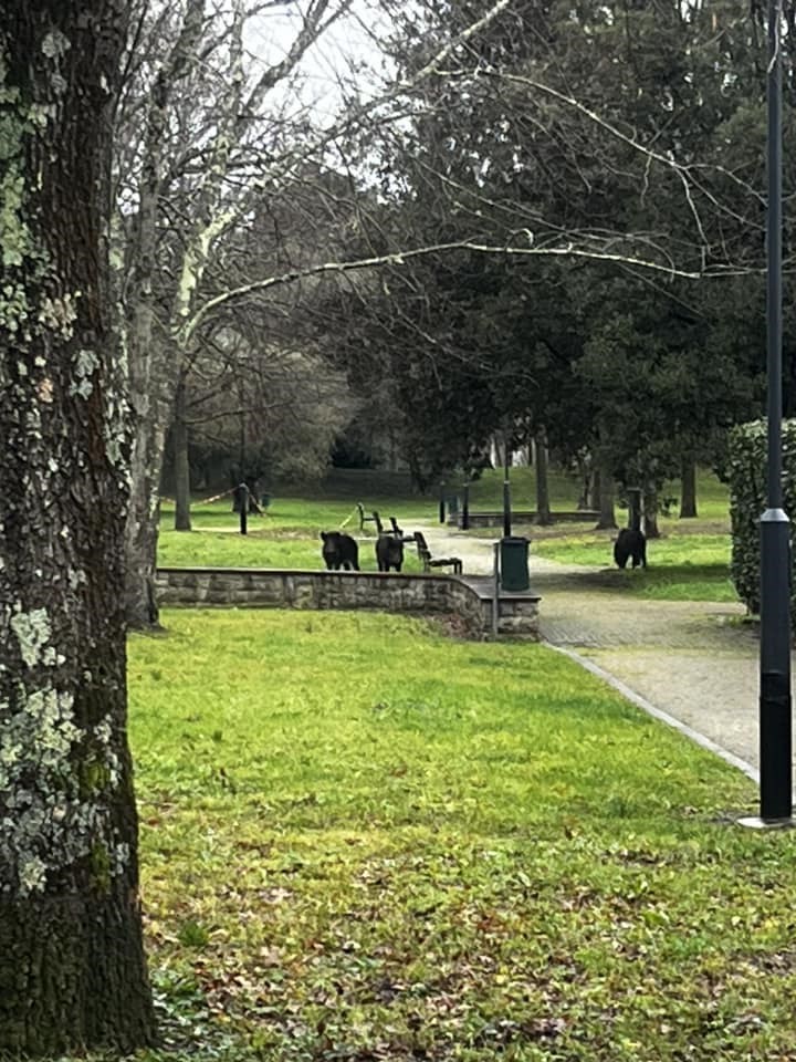 i cinghiali a spasso a Sorgane