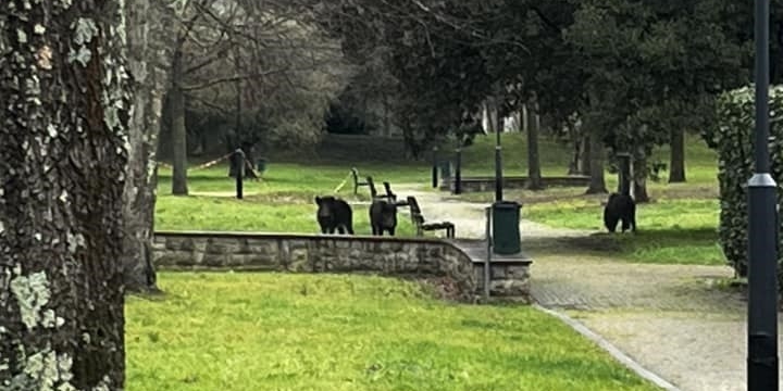  I cinghiali nel parco di Sorgane