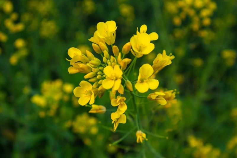 I benefici invisibili della senape: fertilità, difesa e rigenerazione  okmugello.it