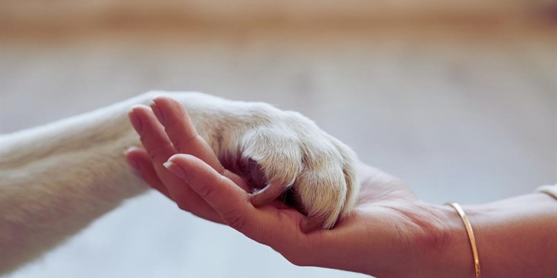 Di recente hai accarezzato un animale? Potresti avere un'infezione-okmugello.it
