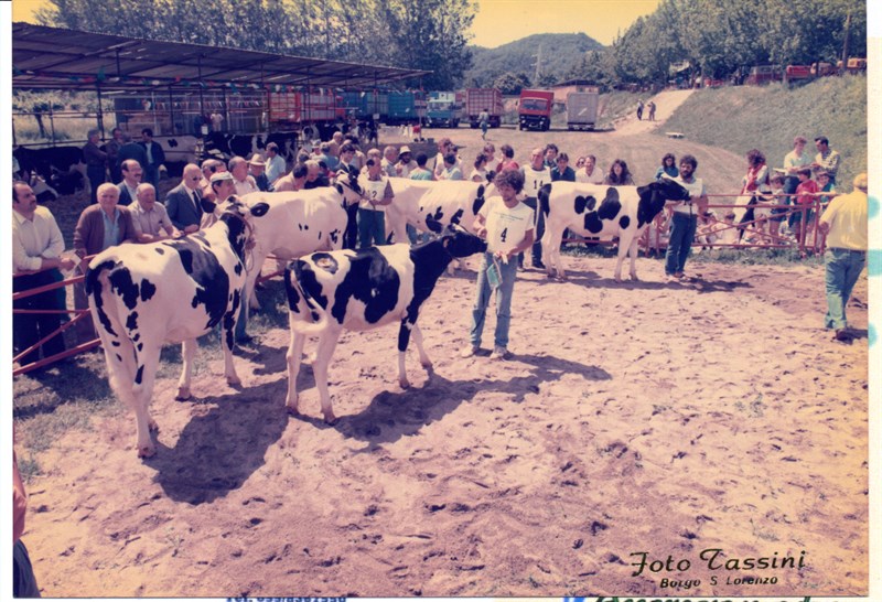 Fiera Agricola del 1984.  Vengono presentate le mucche di razza “frisona”.
