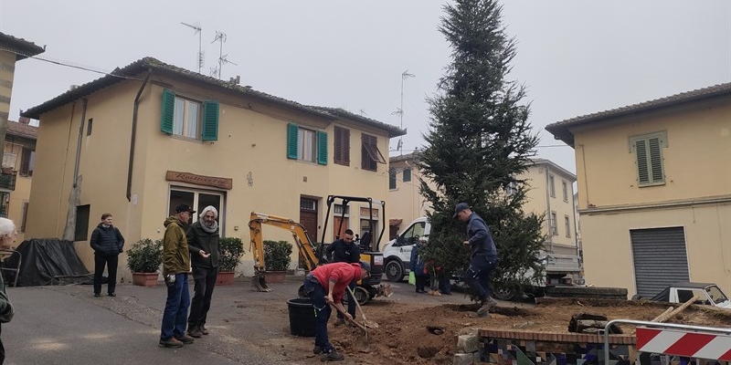 Nuovo albero in Piazza del Poggio a Borgo San Lorenzo: arriva un cedro diodara per il Natale