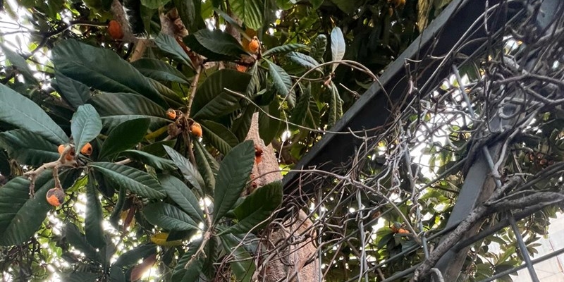 Il nespolo inclinato