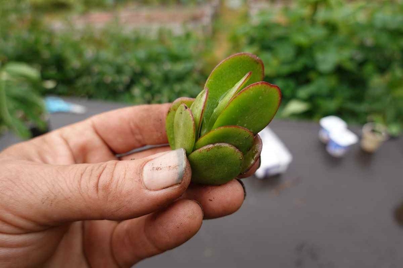 Una pianta che porta energia positiva e benessere nella tua casa