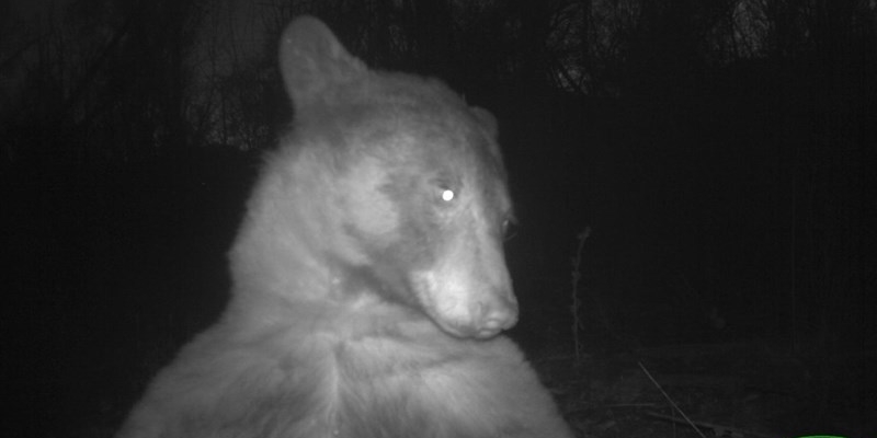 Autoritratto orso nero dalla fototrappola