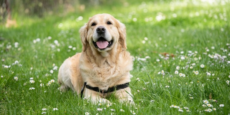 Si alla tumulazione degli animali con i proprietari. Proposta di legge approvata in commissione