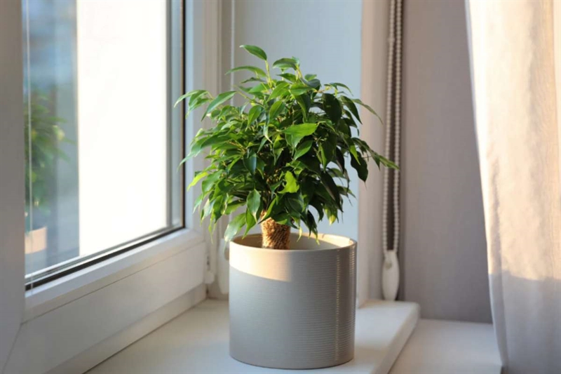 Le piante che inquinano davvero: quando il fogliame nasconde insidie - okmugello.it