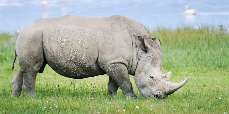 2018 - Muore l'ultimo rinoceronte bianco