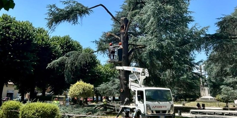 L’abbattimento del Cedro