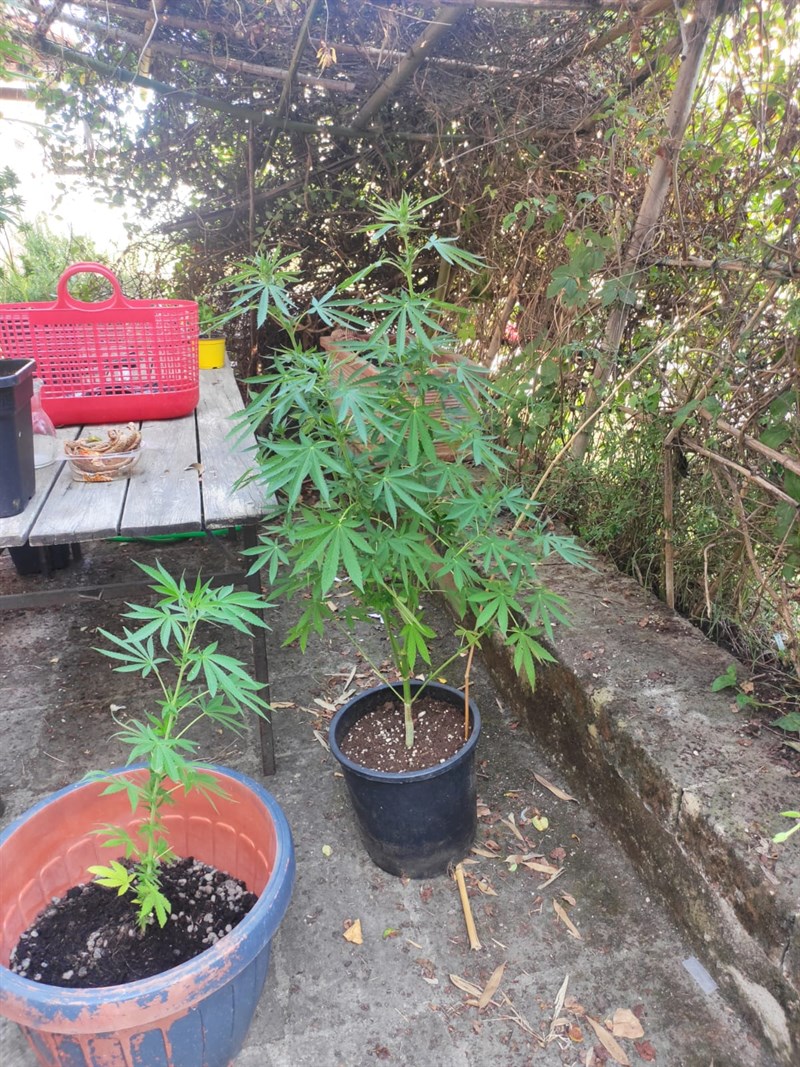 Le piante sequestrate