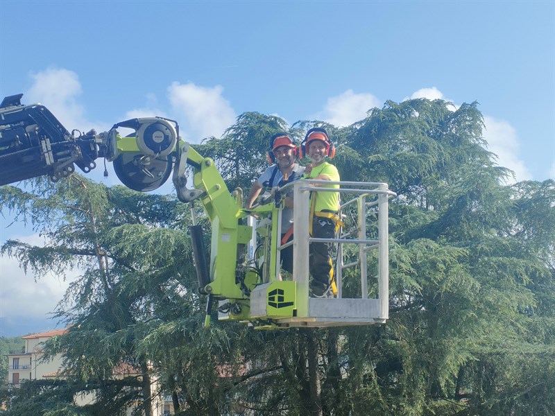 Un momento del taglio degli alberi