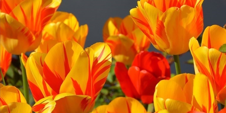 tulipani a Calenzano