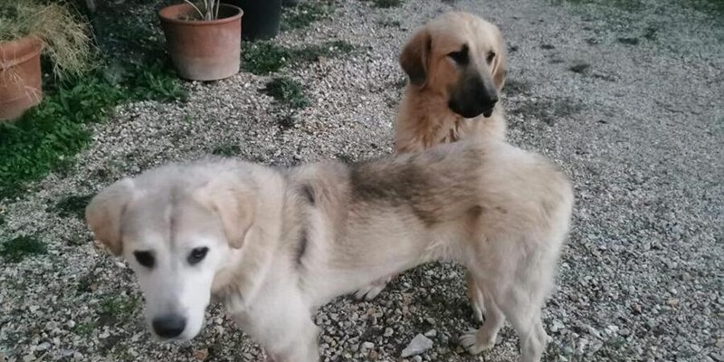I due cuccioli in adozione