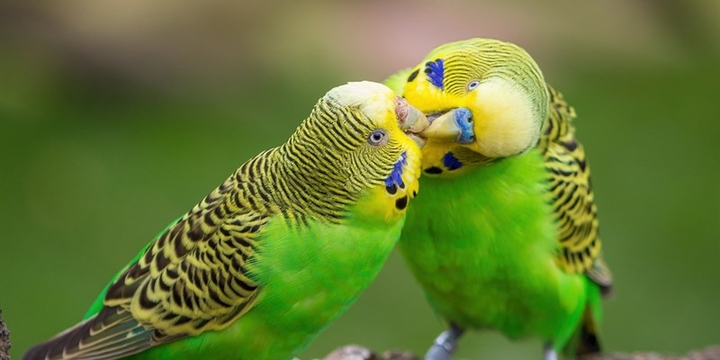 Benvenuti alla pensione estiva per animali di'QUADRELLI - Un Paradiso per i vostri amici a due o quattro zampe!