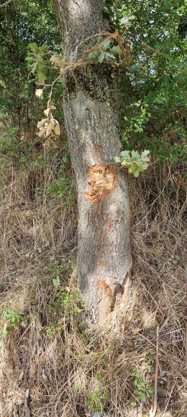 Borgo, taglio erba in ciclabile con ingenti danni agli alberi: la denuncia di Ticci