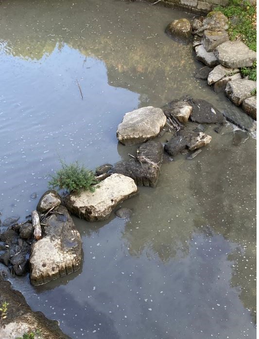 La moria di pesci e l'onda nera nel Rincine