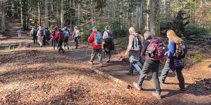 Trekking nella foresta, terapia forestale. Montagne fiorentine
