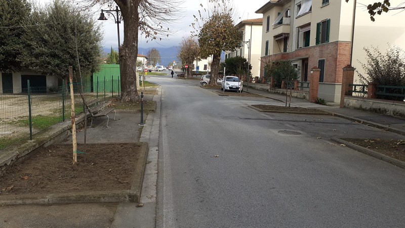 Le foto dell'intervento di abbattimento degli alberi in Via Pampaloni a Figline Valdarno