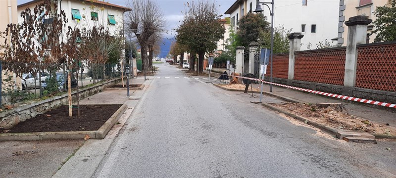 Le foto dell'intervento di abbattimento degli alberi in Via Pampaloni a Figline Valdarno