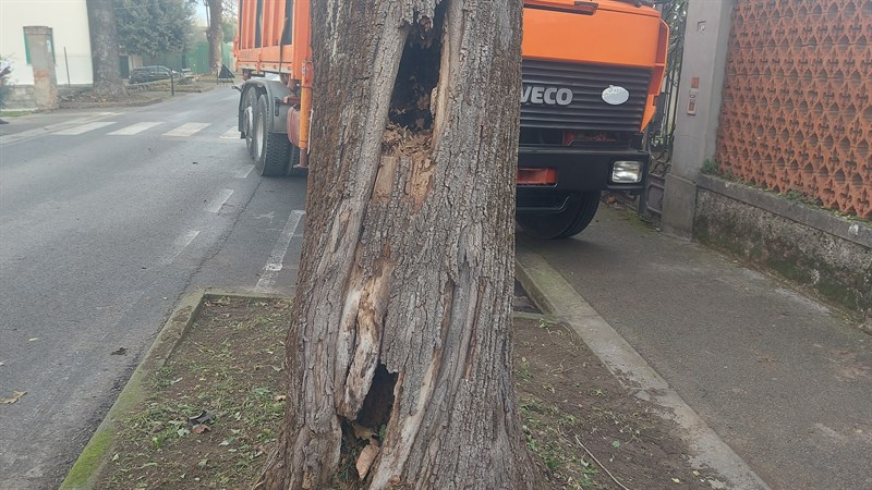 Le foto dell'intervento di abbattimento degli alberi in Via Pampaloni a Figline Valdarno