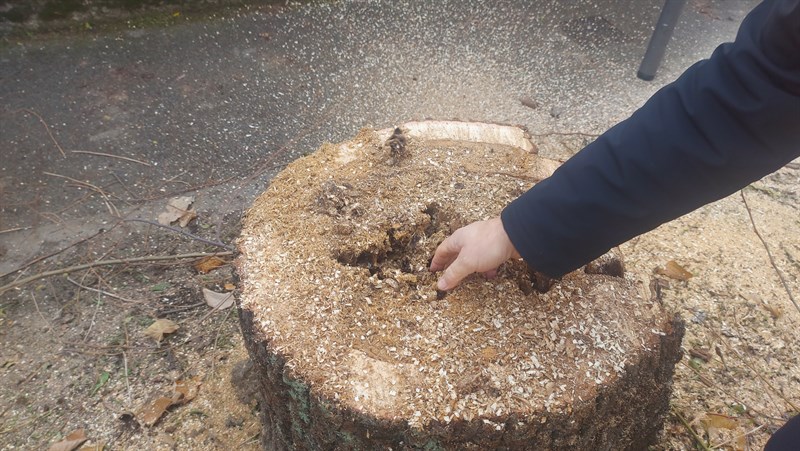 Le foto dell'intervento di abbattimento degli alberi in Via Pampaloni a Figline Valdarno