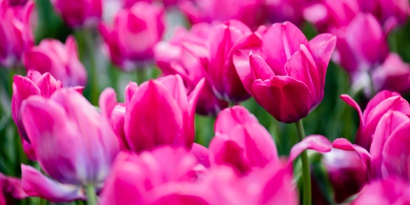 Apre l'orto di Bettina