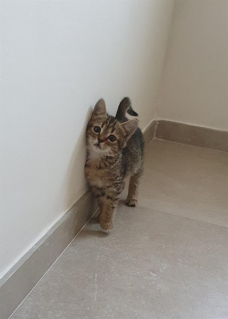 Twingo, la gattina salvata a Pontassieve