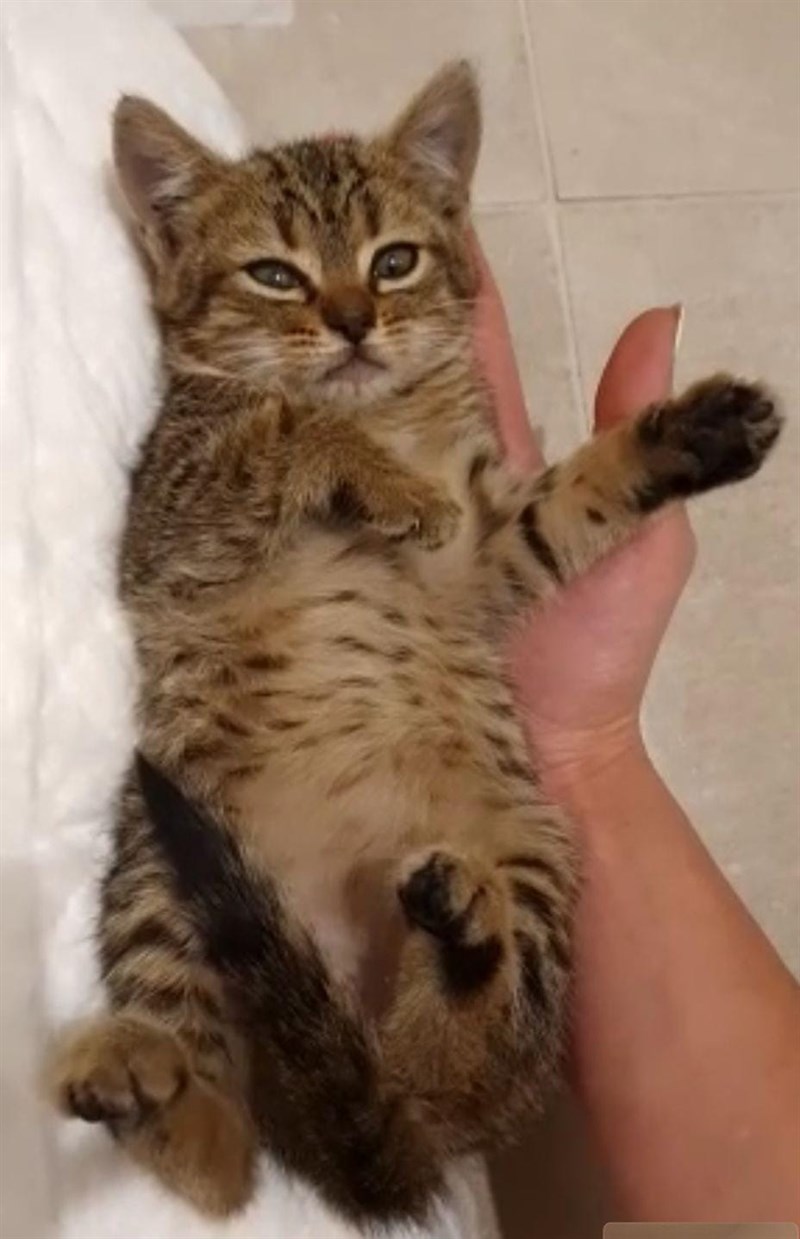 Twingo, la gattina salvata a Pontassieve