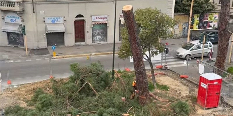 L'abbattimento dei pini