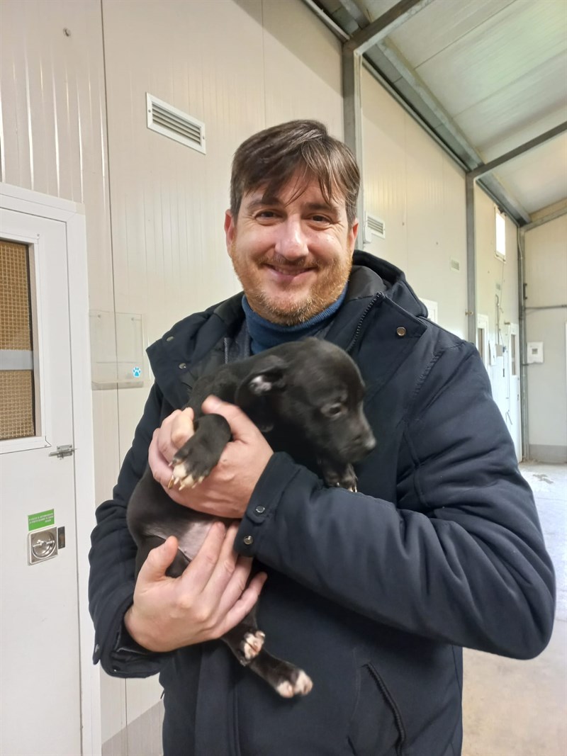 i cuccioli in adozione