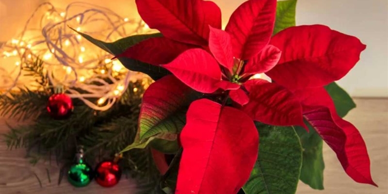 Stella di Natale, sei ancora in tempo per farla rifiorire: col trucco autunnale torna rossa e bellissima - okmugello.it