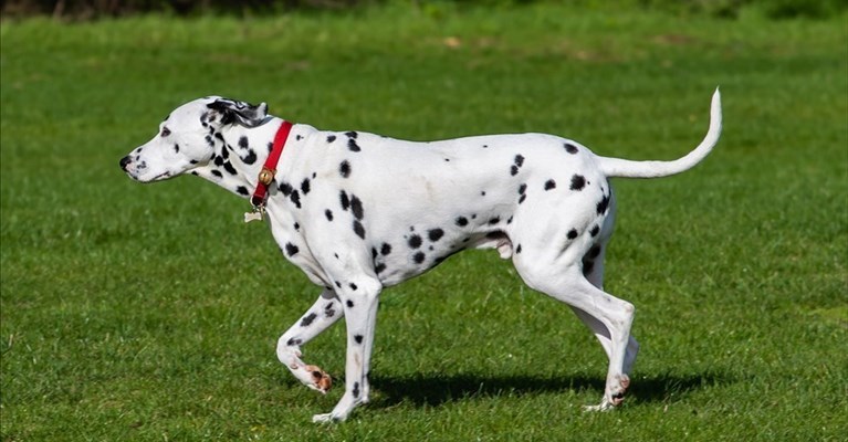 multati padroni di cani sciolti nei parchi