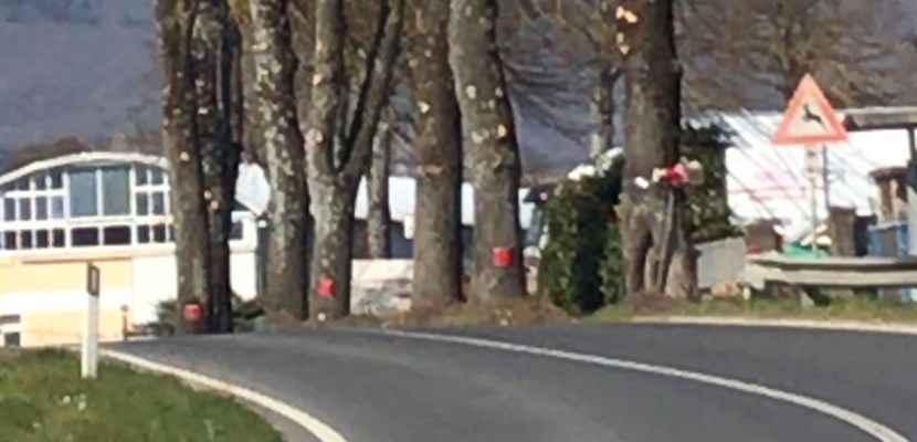 Gli alberi lungo la strada tra Scarperia e San Piero