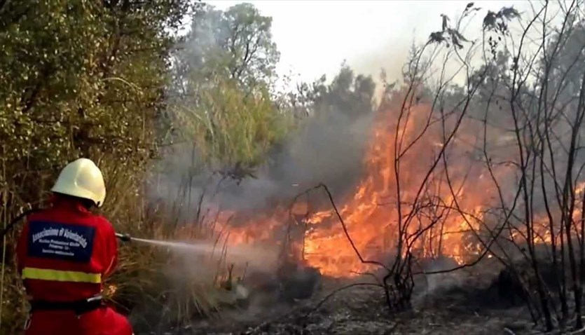 Incendio boschivo, Forestale