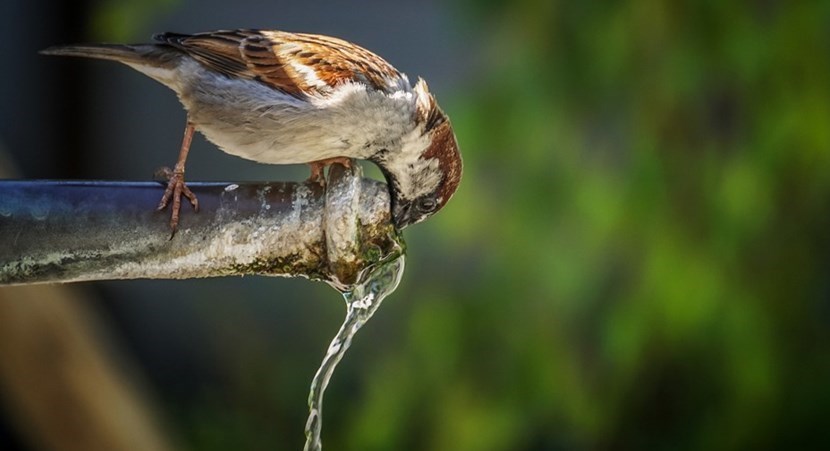 Acqua. Lunedì 7 disagi a Scarperia e San Piero