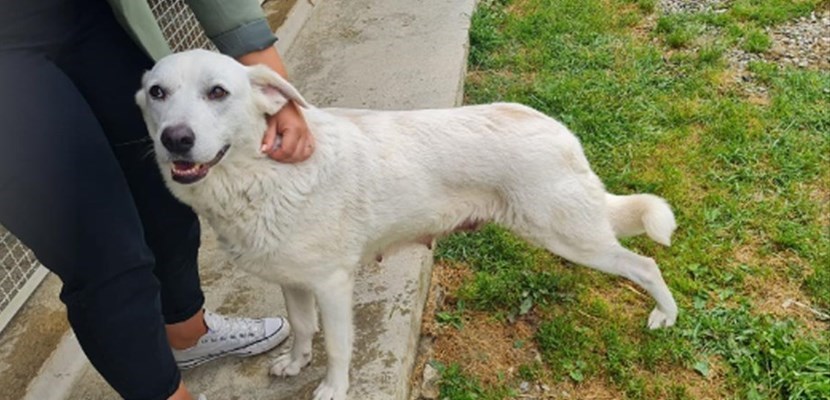 Luna, adottata dalla Rsa Giotto