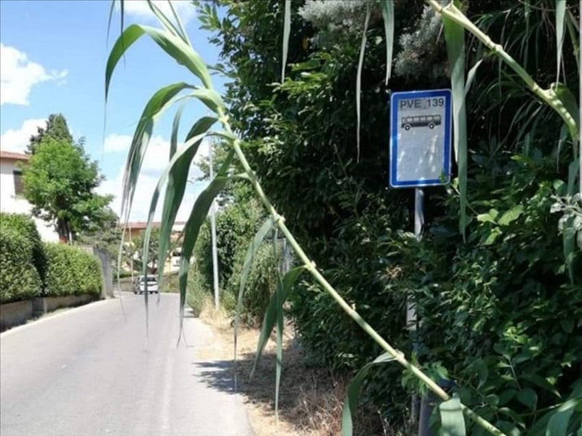 Via Colognese a Montebonello ai lati piena di erbacce: la foto di un lettore