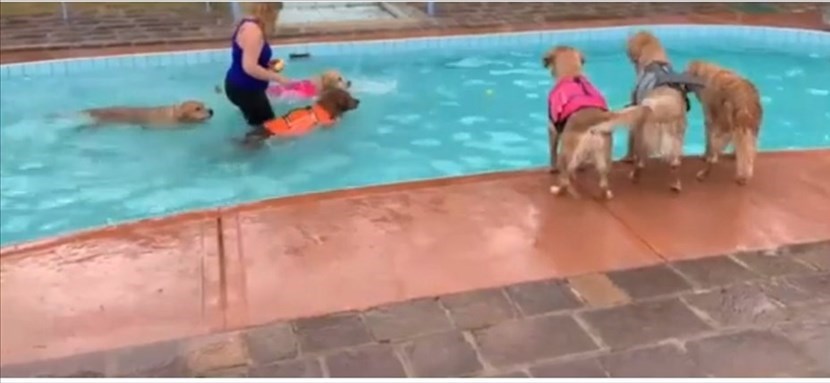 Un fotogramma del video dei cani a Palazzuolo in piscina