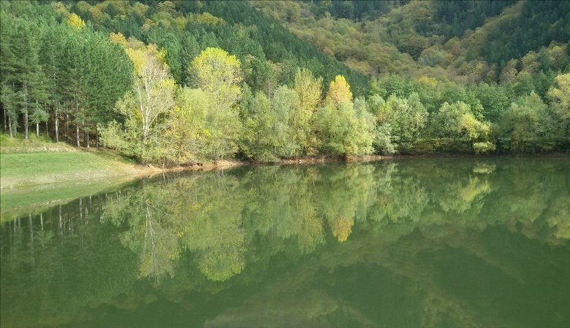 Foresta di Rincine nel Comune di Londa