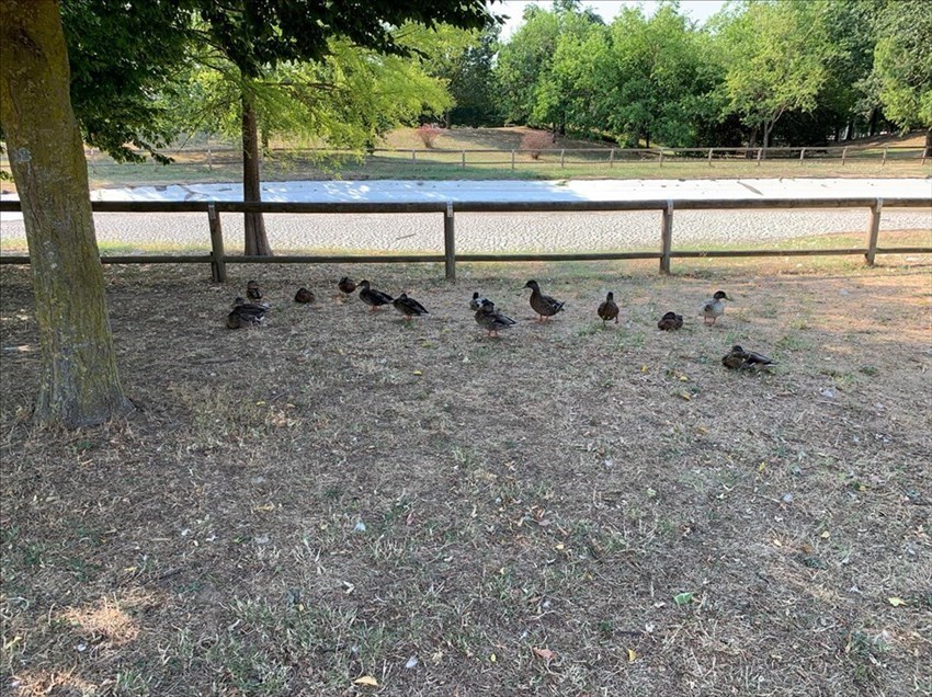 Il laghetto svuotato. Ma alcuni animali sono rimasti